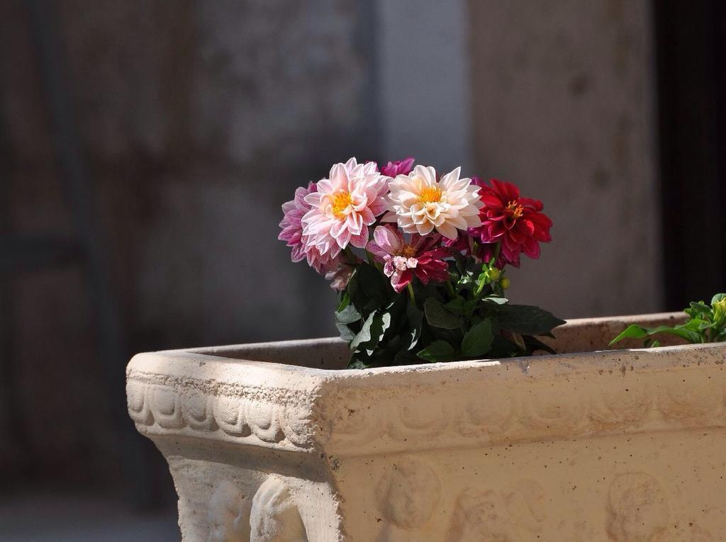 Rooms Palma سبليت المظهر الخارجي الصورة